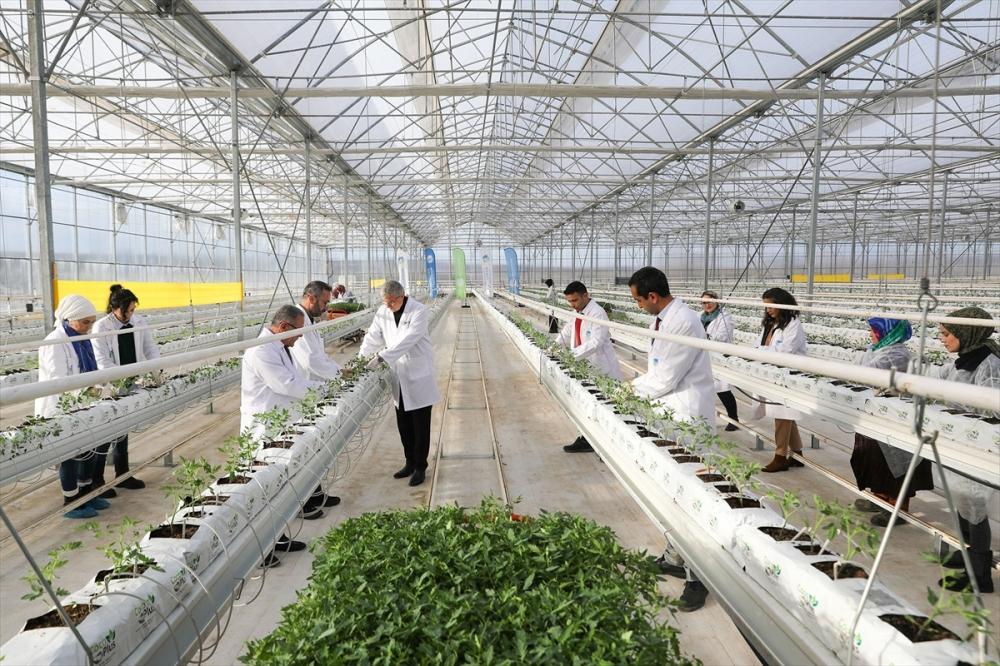 Seracılık Mükemmeliyet Merkezi'nde bu yıl domates üretimi artırılacak