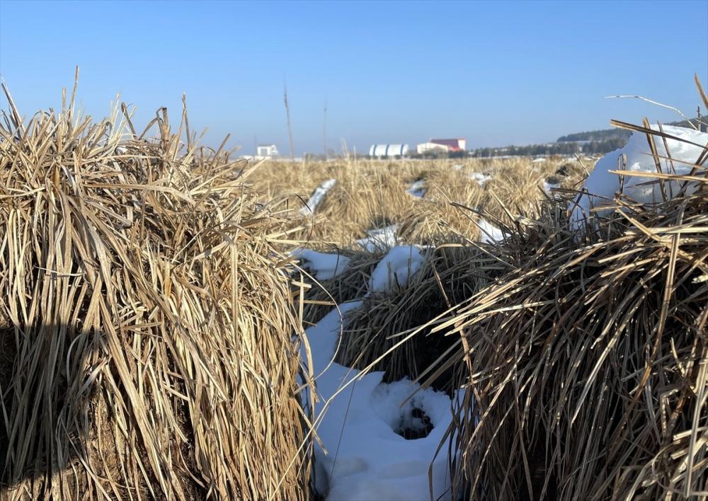 Kuş türlerine ev sahipliği yapan Ardahan'daki Putka Sazlığı dondu