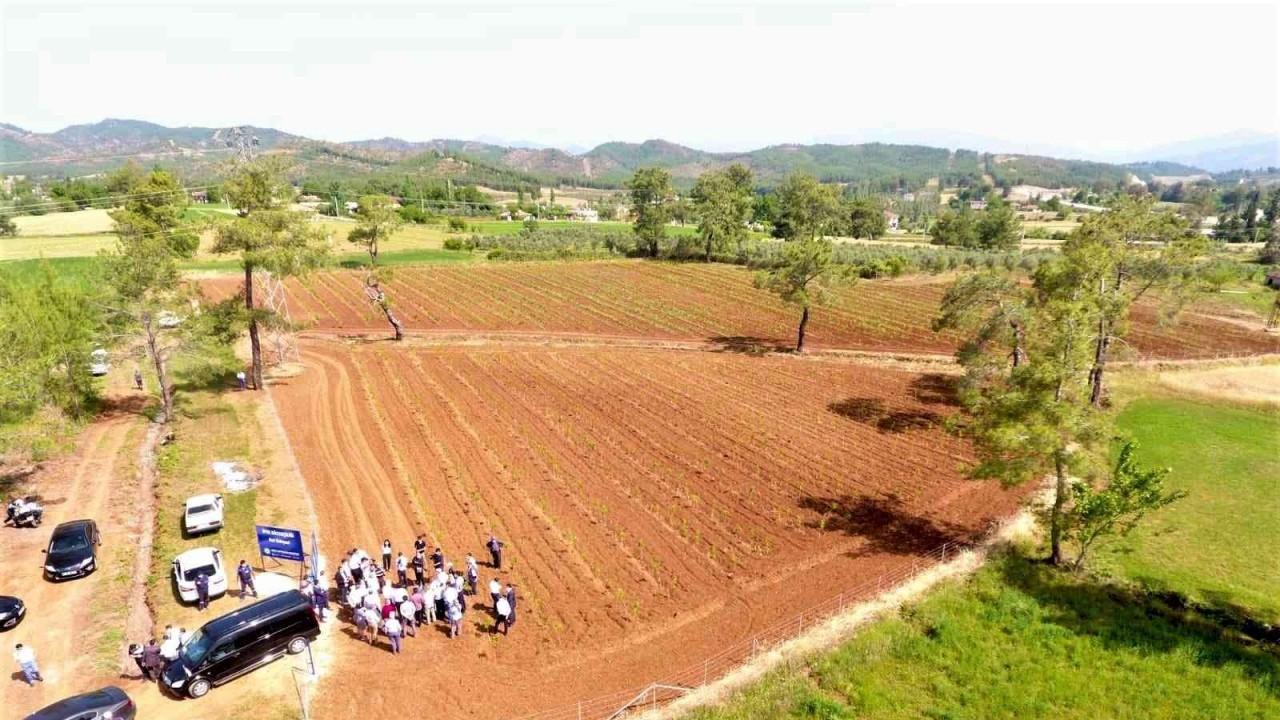Büyükşehir dut fidanı üretiyor, ipekböcekçiliğini destekliyor