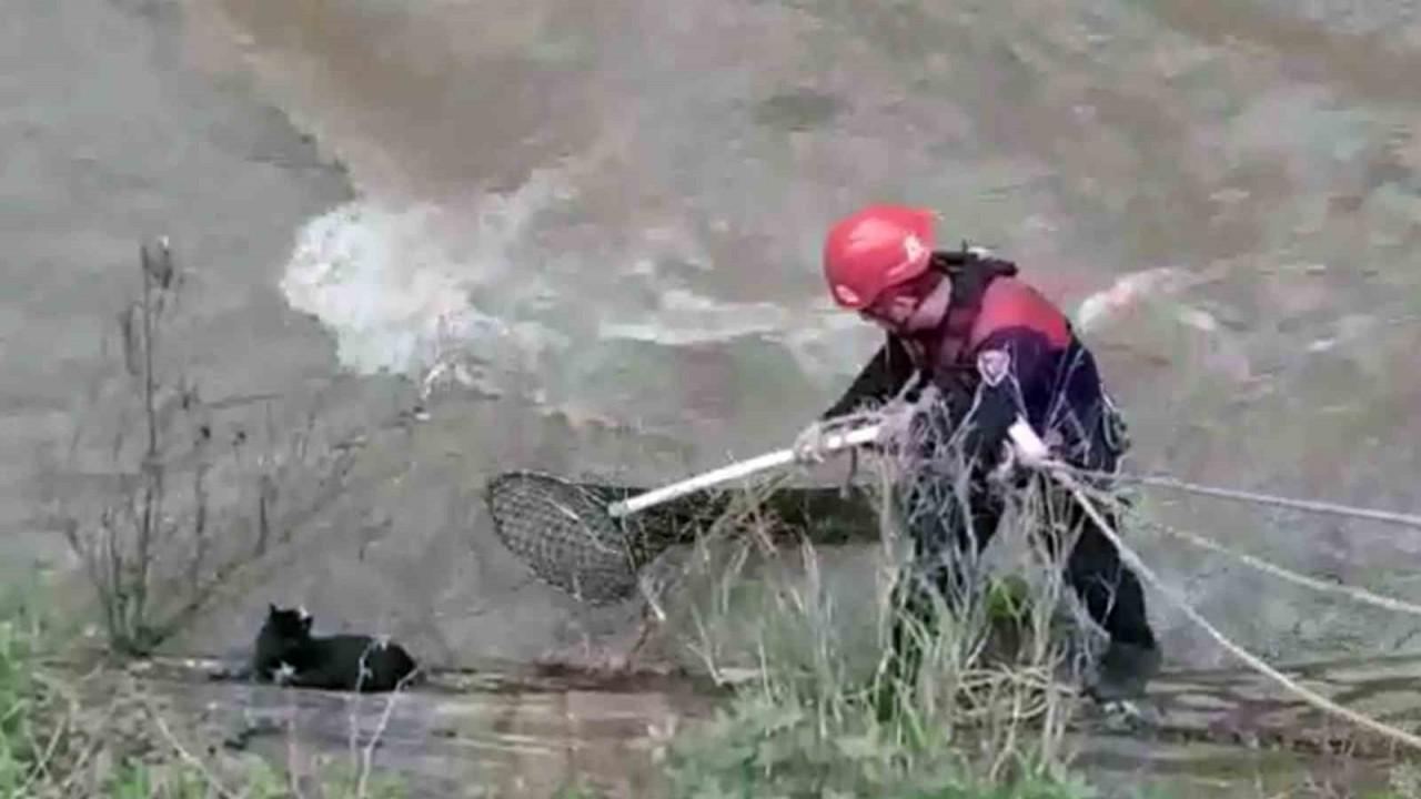 Derede mahsur kalan kediyi itfaiye ekipleri kurtardı
