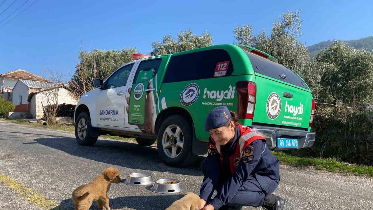 Jandarma ekipleri Buharkent’teki sokak hayvanlarını unutmadı