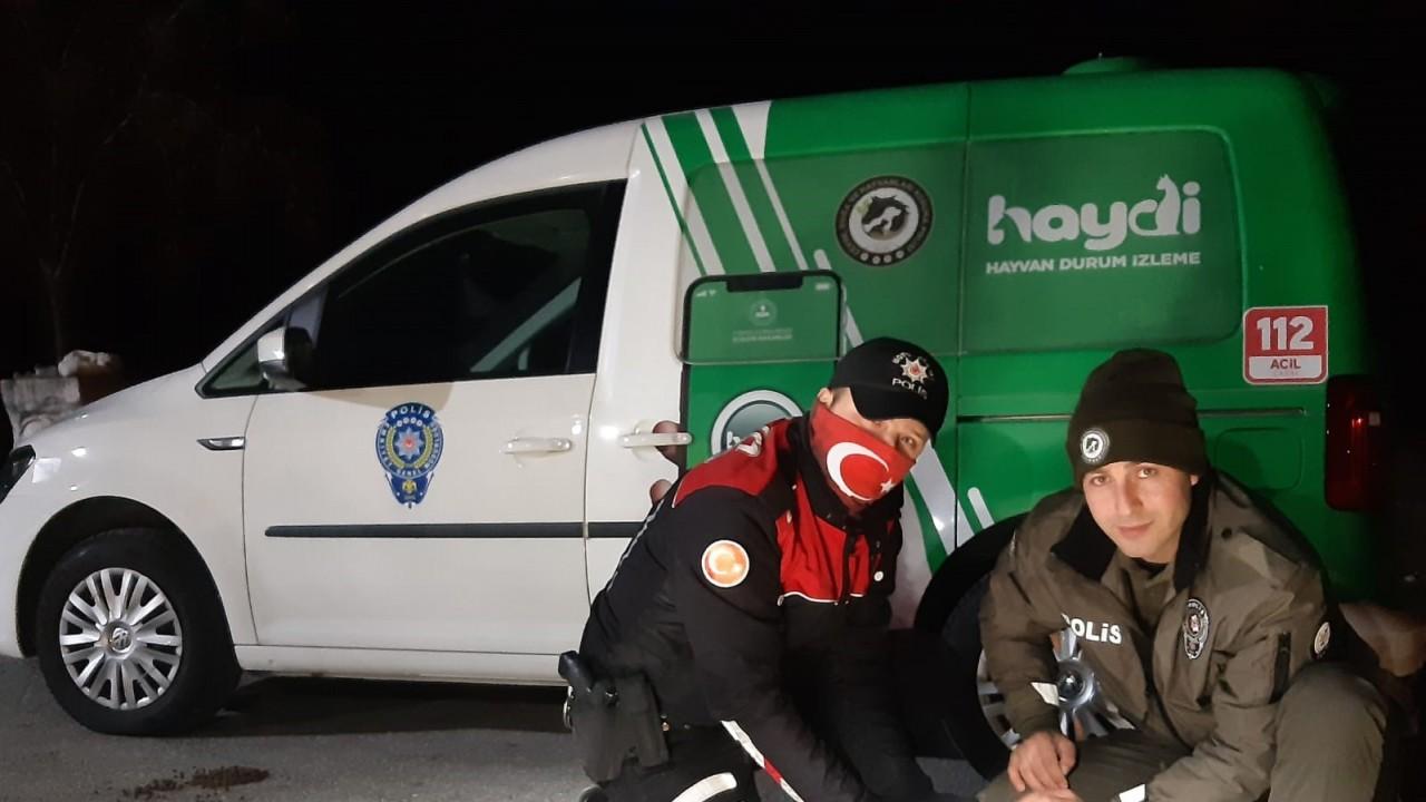 Havaların soğuduğu Uşak’ta sokak canlıları unutulmadı