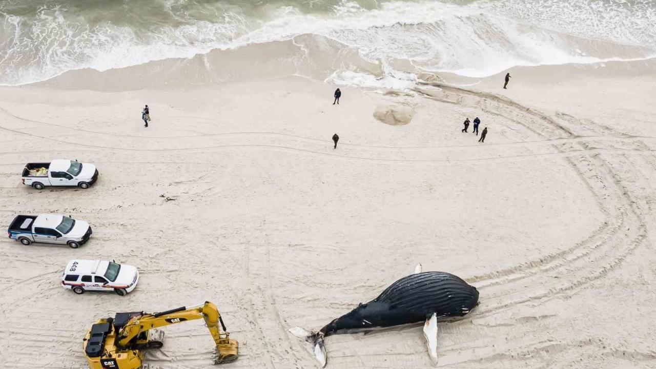 ABD’de son 2 ayda 15 balina karaya vurdu