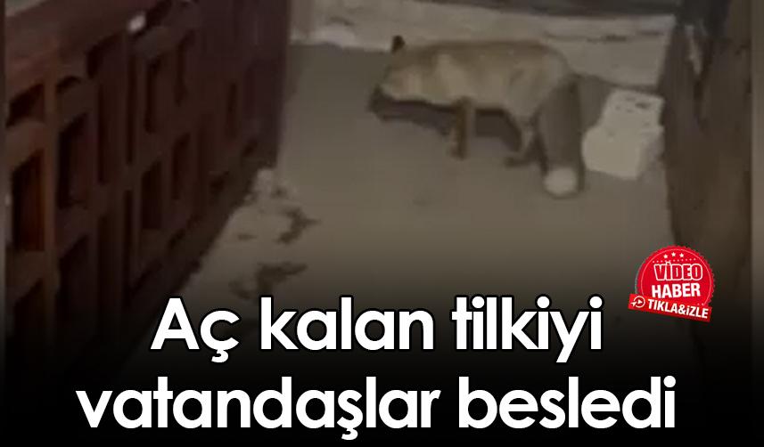 Rize'de aç kalan tilkiyi vatandaşlar besledi