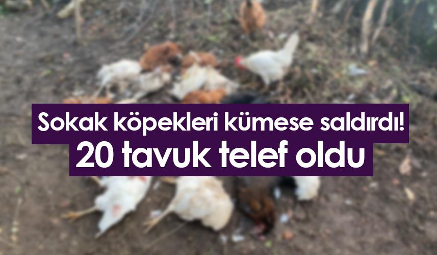Artvin'de sokak köpekleri kümese saldırdı! 20 tavuk telef oldu