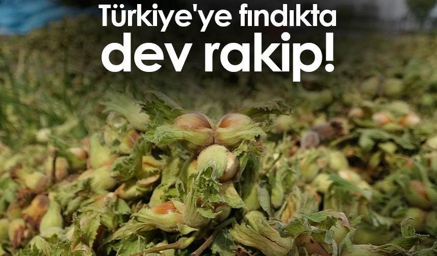 Türkiye'ye fındıkta dev rakip! ABD dikim alanlarını yaygınlaştırıyor