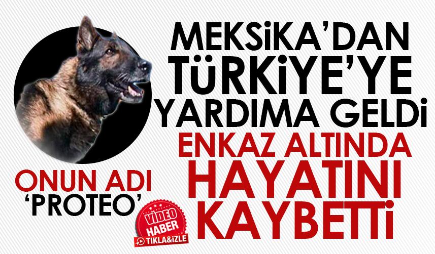 Meksika arama kurtarma köpeği 'Proteo' hayatını kaybetti