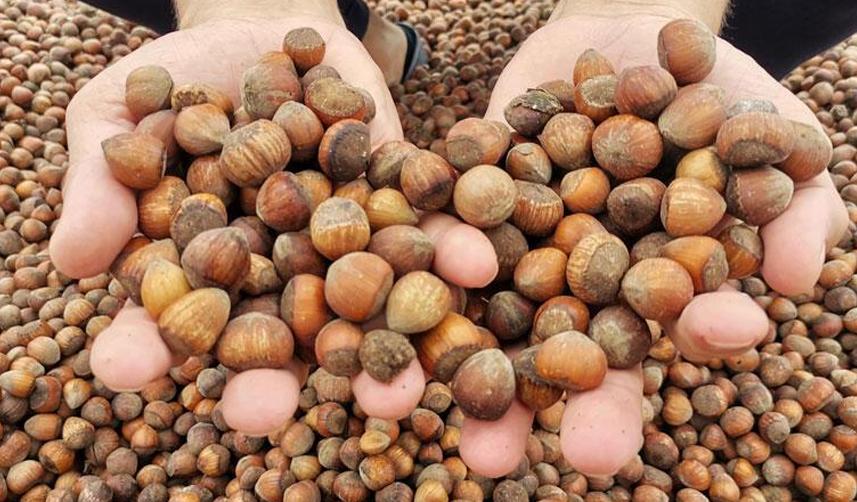 Fındık sanayicisi Sevinç’ten Milletvekili Adıgüzel’e yanıt