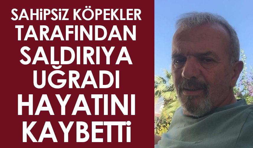 Rize'de sahipsiz köpeklerin saldırısına uğradı! Hayatını kaybetti