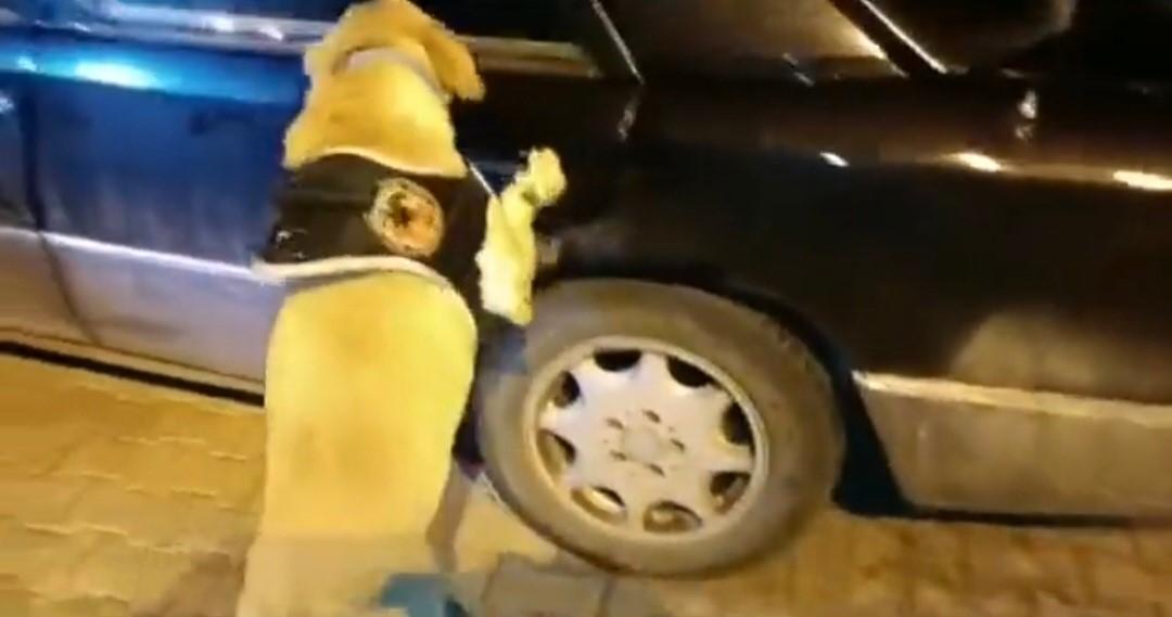 Uyuşturucu tacirleri ’Jack’in hassas burnundan kaçamadı: 8,5 kilo uyuşturucu ele geçirildi