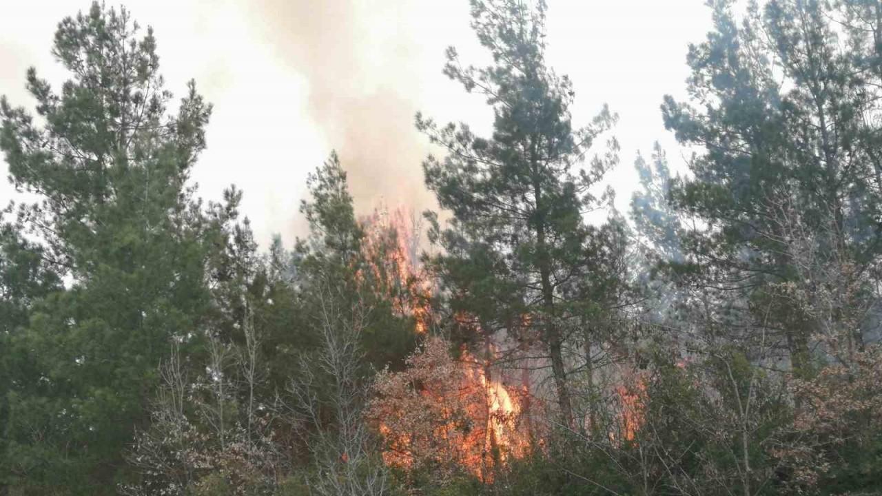 Tokat’ta orman yangını