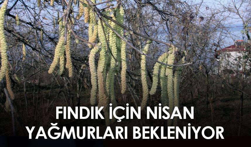 Giresun'da fındık için nisan yağmurları bekleniyor