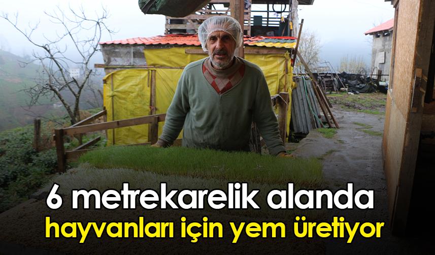 Rize'de 6 metrekarelik alanda hayvanları için yem üretiyor