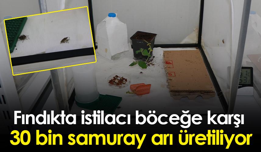 Fındıkta istilacı böceğe karşı 30 bin samuray arı üretiliyor