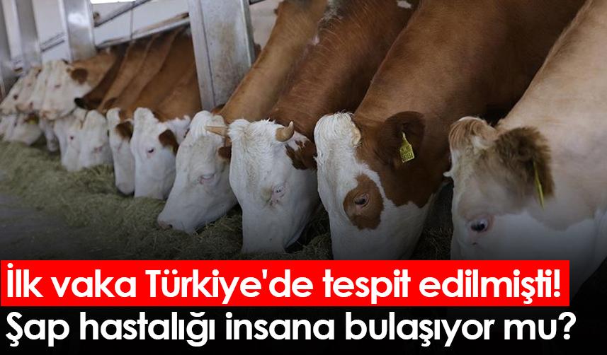 İlk vaka Türkiye'de tespit edilmişti! Şap hastalığı insana bulaşıyor mu?