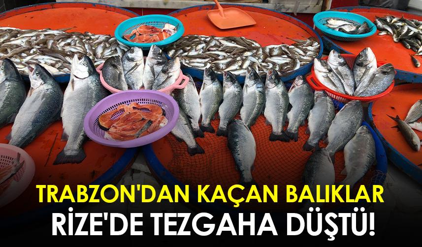 Trabzon'dan kaçan balıklar Rize'de tezgaha düştü!