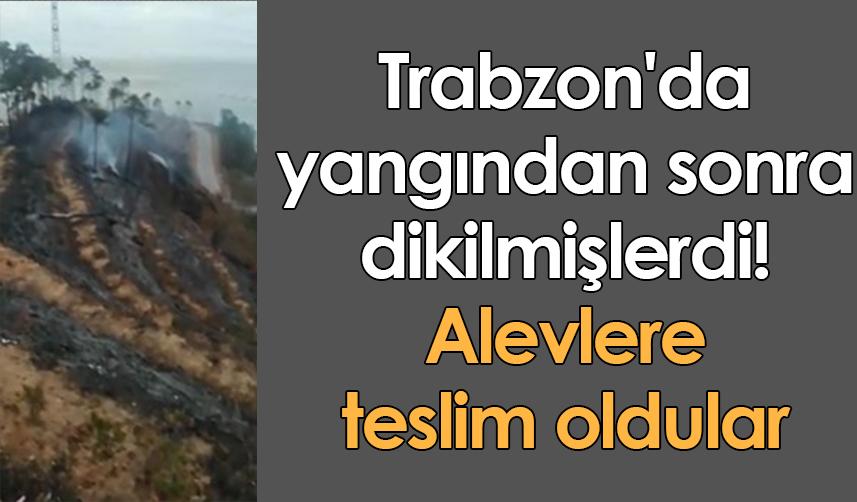 Trabzon'da yangından sonra dikilmişlerdi! Alevlere teslim oldular