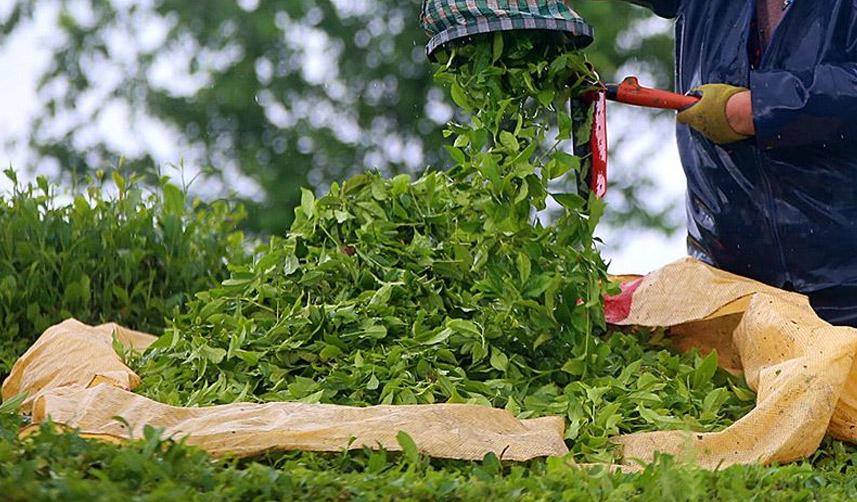 Türk çayı ihracat rakamları belli oldu