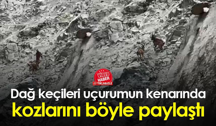 Artvin’de dağ keçileri uçurumun kenarında kozlarını böyle paylaştı