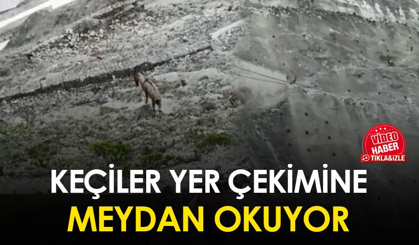 Artvin'de yaban keçileri yer çekimine meydan okuyor