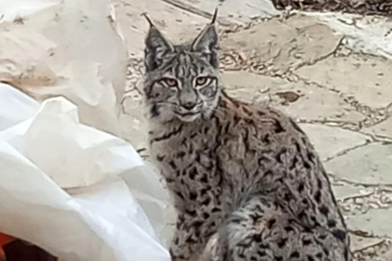 Köy evinin bahçesine giren vaşak kameraya takıldı