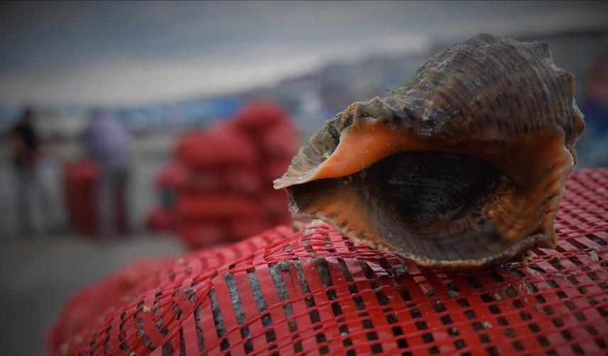 Türkiye'nin deniz salyangozu ihracatında büyük artış!
