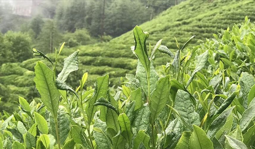 ÇAYKUR mevsimlik işçi alacak! Bin 300'den fazla kişi...