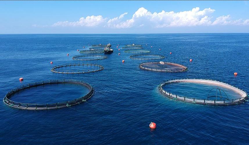Karadeniz'in iki aylık su ürünleri ihracat rakamları belli oldu!