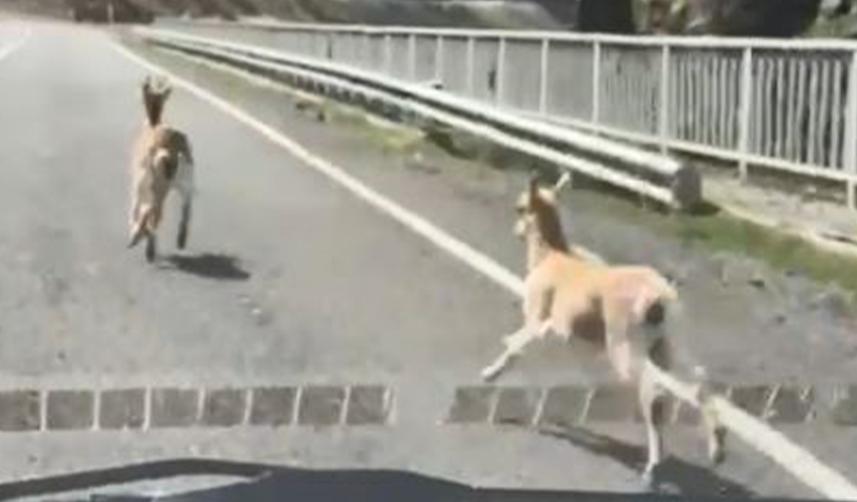 Artvin’de 2 karaca karayolunda koşarken görüntülendi