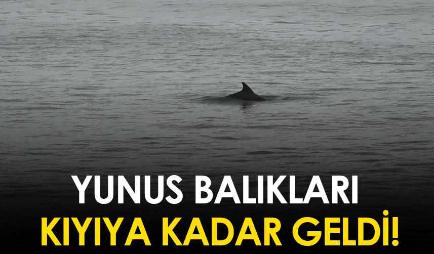 Ordu'da yunus balıkları kıyıya kadar geldi!
