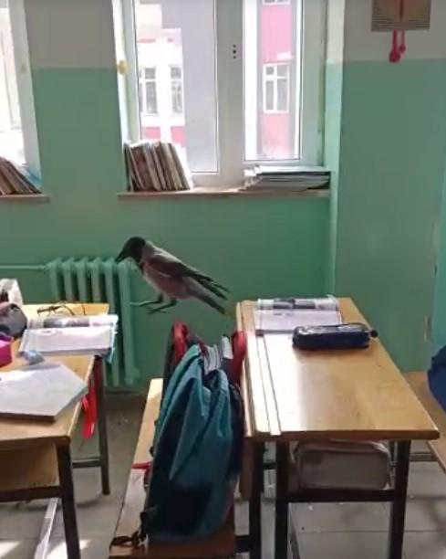 Samsun'da sınıfa giren karga yemek aradı