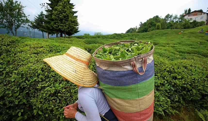 ÇAYKUR'a yeterli sayıda başvuru yapılmayınca çay eksperleri kuraya girmeden işe girdi