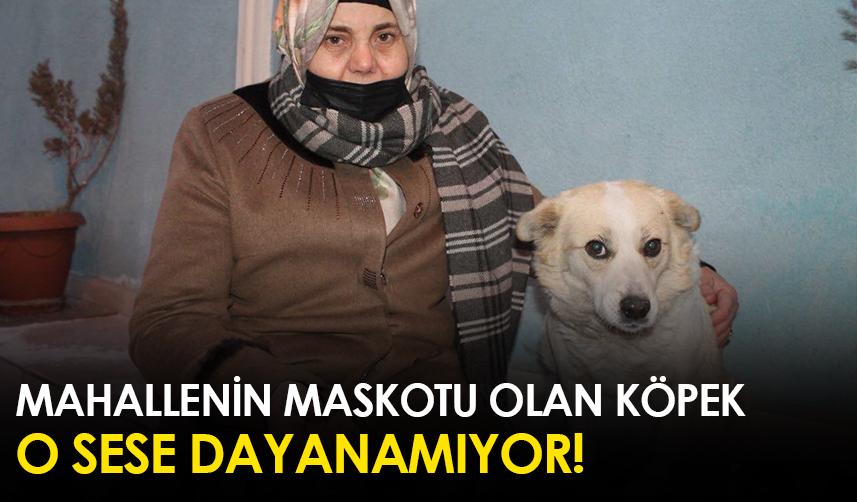 Bayburt'ta mahallenin maskotu olan köpek o sese dayanamıyor!