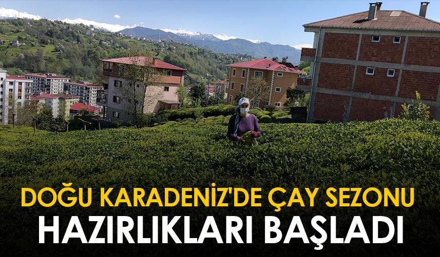 Doğu Karadeniz'de çay sezonu hazırlıkları başladı