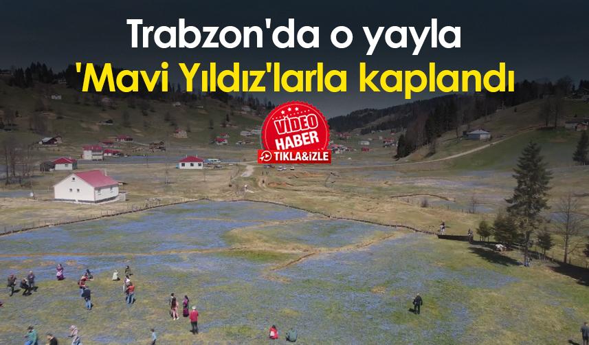 Trabzon'da o yayla 'Mavi Yıldız'larla kaplandı