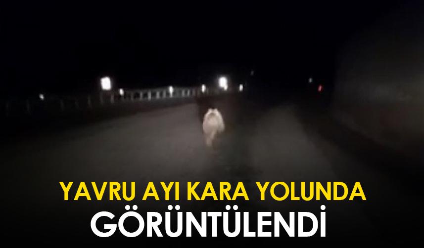 Bayburt'ta yavru ayı kara yolunda görüntülendi