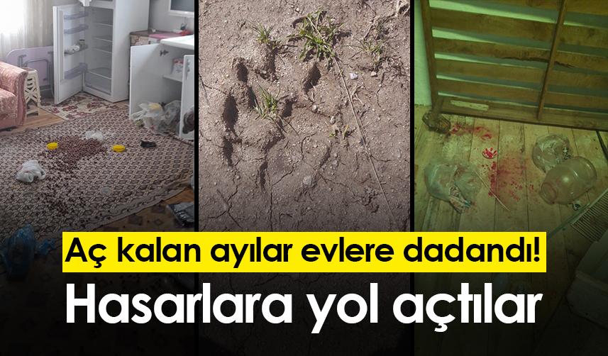 Gümüşhane'de aç kalan ayılar evlere dadandı! Hasarlara yol açtılar