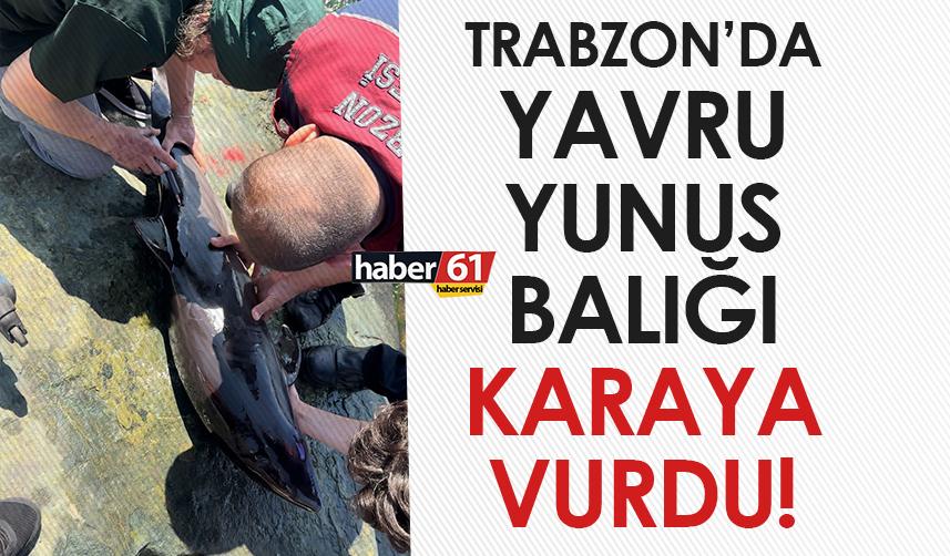 Trabzon’da yavru Yunus balığı karaya vurdu!