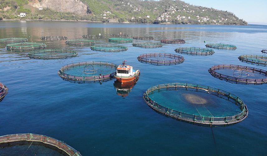 Türk somonu dünyaya ihraç ediliyor