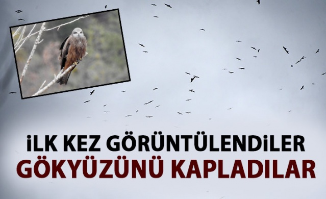 Gümüşhane semalarında ilk kez görüntülendiler