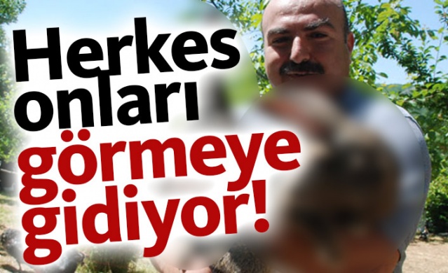 Herkes onları görmeye gidiyor