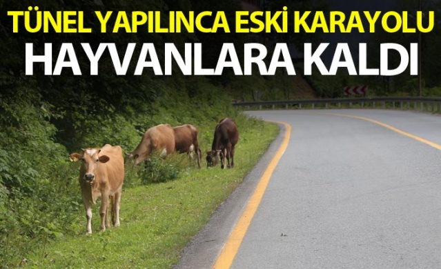 Tünel yapılınca eski karayolu hayvanlara kaldı