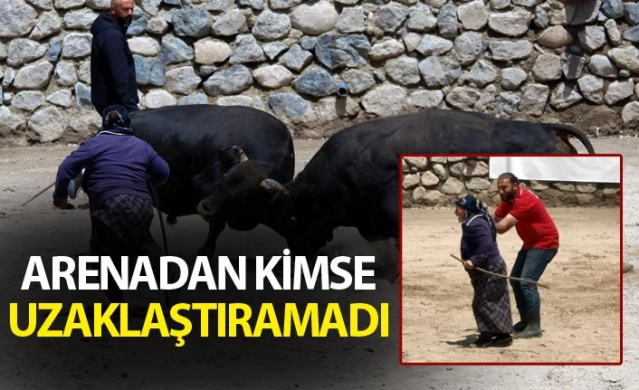 Boğa güreşlerinde onu hakemler bile arenadan uzaklaştıramadı