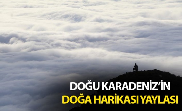 Doğu Karadeniz'in doğa harikası yaylası