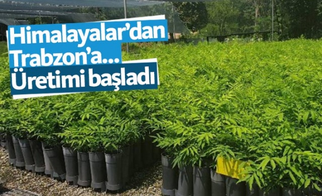 Himalayalar'dan Trabzon'a...Sabun Cevizi üretimine başlandı.