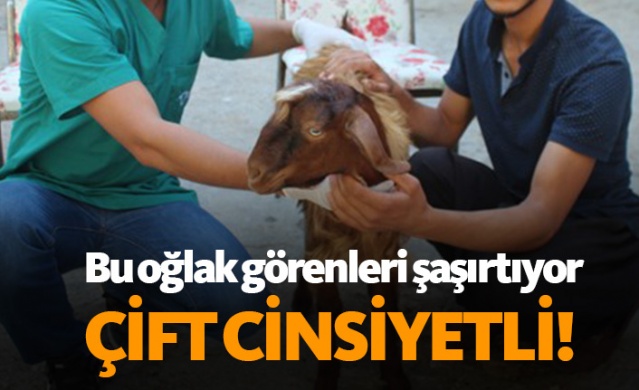 Çift cinsiyetli oğlak görenleri şaşırtıyor