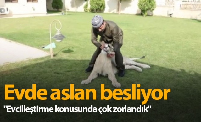 Evde aslan besliyor