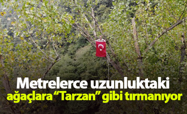 Metrelerce uzunluktaki ağaçlara Tarzan gibi tırmanıyor