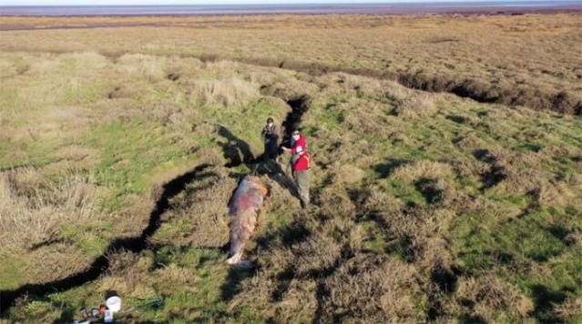 Korkunç görüntü! 5 metre boyunda...