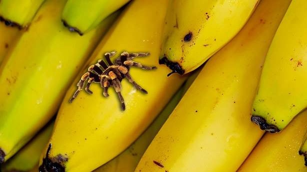 Muz örümceği insanlar için ne kadar ölümcül?